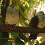 Newcastle - Blackbutt Reserve 